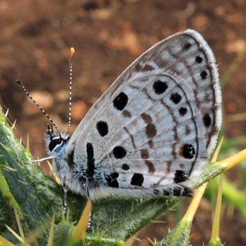 Babul Blue, Azanus jesous, Kenya. Photo © by Michael Plagens