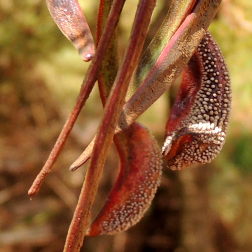 galls on seed pods of Acacia seyal, Eldoret, Kenya, photo © by Michael Plagens