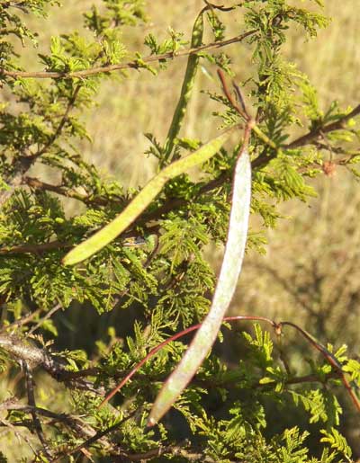 Luaa or Mugaa, Acacia seyal, Eldoret, Kenya, photo © by Michael Plagens