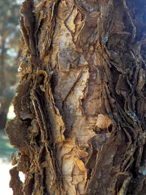 Bark of young Nyanga Flat-Top, Acacia abyssinica, Kenya, photo © by Michael Plagens