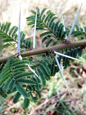 Leaves and thorns of Nyanga Flat-Top, Acacia abyssinica, Kenya, photo © by Michael Plagens