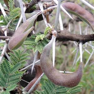 bean seed pod fruit of Acacia drepanolobium from Kenya, photo © by Michael Plagens