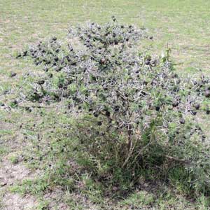 growth habit of Acacia drepanolobium from Kenya, photo © by Michael Plagens