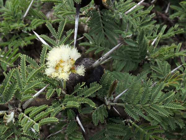 Acacia drepanolobium from Kenya, photo © by Michael Plagens