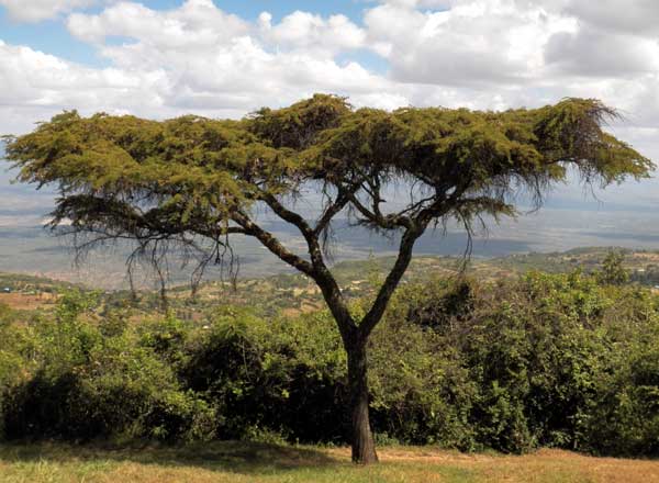 Lahai, Acacia lahai, Iten, Kenya, photo © by Michael Plagens