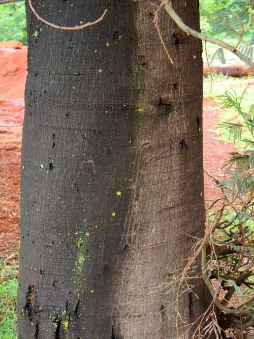 Black Wattle, Acacia mearnsii, Eldoret, Kenya, photo © by Michael Plagens