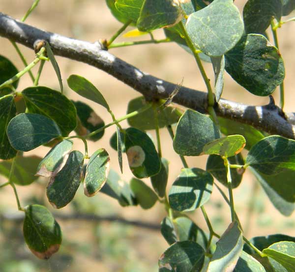 Blackthorn, Acacia mellifera, Lake Bogoria, Kenya, photo © by Michael Plagens