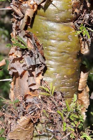 close view of bark, Acacia seyal, Eldoret, Kenya, photo © by Michael Plagens