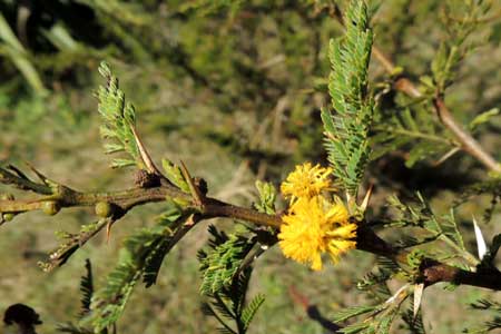 foliage and flowers of Acacia hockii, photo © Michael Plagens