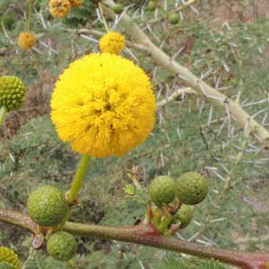 Inflorescence of Acacia xanthophloea photo © Michael Plagens