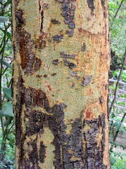 The straigh bole of the Fever Tree is greenish-yellow and may have many sap flows from injuries.  Acacia xanthophloea, photo © Michael Plagens