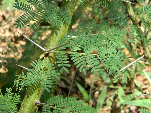 Stem, thorns and leaves of the Fever Tree, Acacia xanthophloea, Nairobi, Kenya, photo © by Michael Plagens