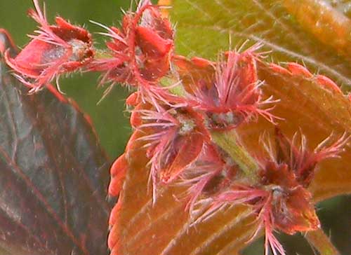 flowers of copper leaf, Acalypha, photo © by Michael Plagens