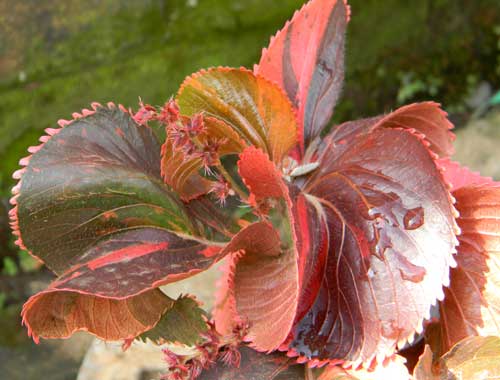 a variety of copper leaf, Acalypha, photo © by Michael Plagens