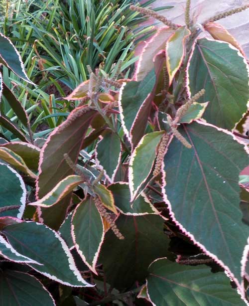 a variety of copper leaf, Acalypha, photo © by Michael Plagens