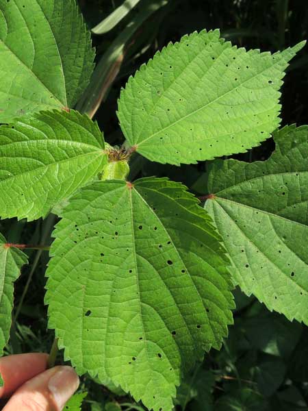 a variety of three-seeded mercury, Acalypha bipartita, photo © by Michael Plagens