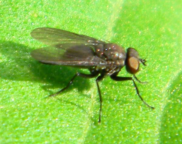 an Acalyptrate fly from Eldoret, Kenya, Oct. 2010. Photo © by Michael Plagens