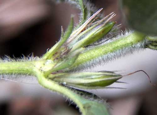 typical Ruellia type fruit of unknown acanthaceae, possibly Ruellia prostrata, photo © Michael Plagens