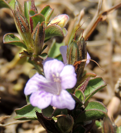 Ruellia of unknown species, Acanthaceae, photo © Michael Plagens