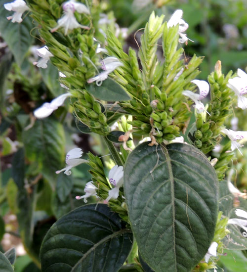 Justicia of unknown species, Acanthaceae, photo © Michael Plagens