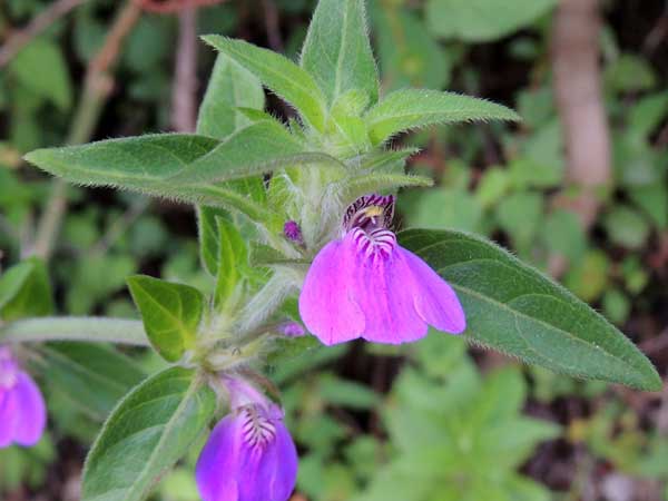 Justicia, perhaps J. insularis, Acanthaceae, photo © Michael Plagens