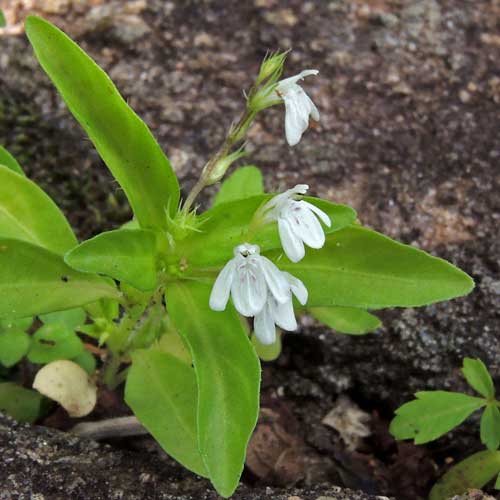 Justicia species, Acanthaceae, photo © Michael Plagens