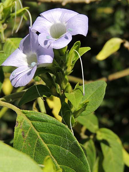 Acanthaceae, possibly Justicia sp., from Kakamega Forest, Kenya, photo © by Michael Plagens