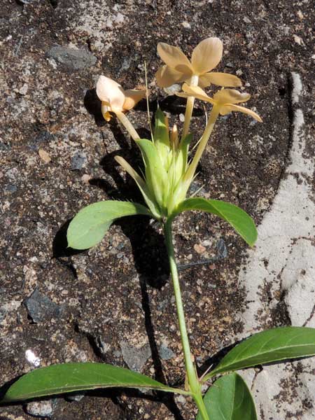 Barleria, Acanthaceae, photo © Michael Plagens