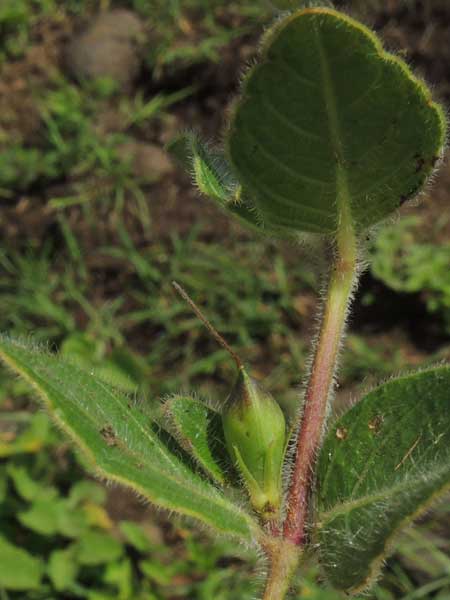 fruit of big-flowered Ruellia near cordata, photo © Michael Plagens