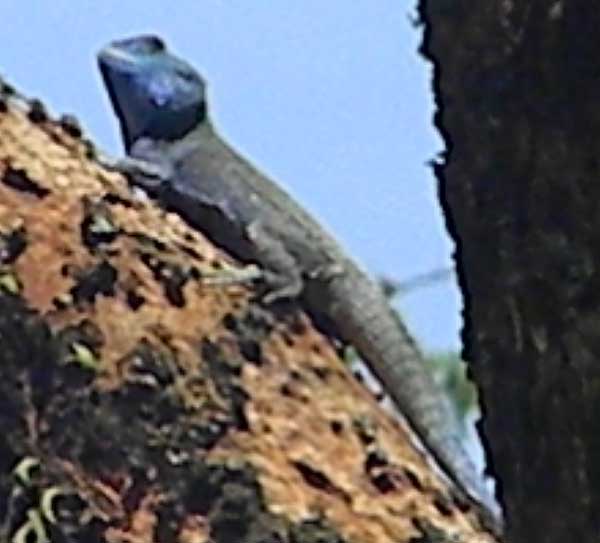Probably a Blue-headed Tree Agama, photo © by Michael Plagens