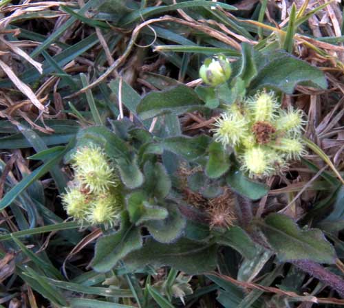 a low growing composite with burr seeds, Acanthospermum, photo © by Michael Plagens