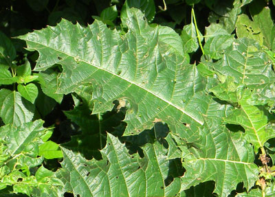 Acanthus from Kakamega Forest, Kenya, photo © by Michael Plagens