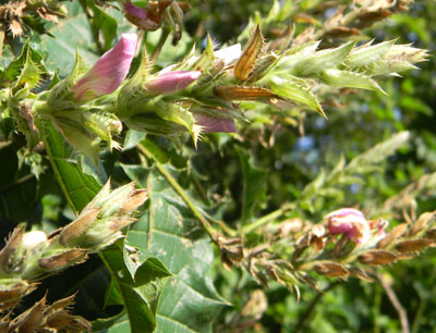 Acanthus from Kakamega Forest, Kenya, photo © by Michael Plagens