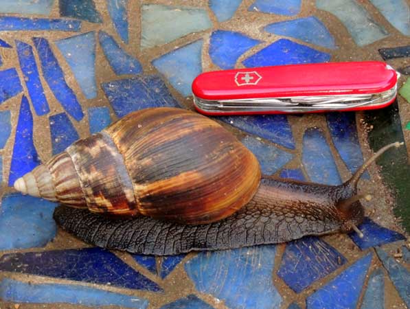 a 35 mm long snail from Nairobi, Kenya, March 2013. Photo © by Michael Plagens