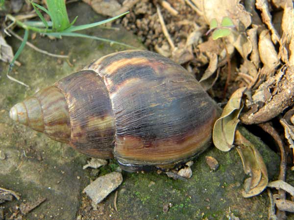 a 35 mm long snail from Nairobi, Kenya, April 2011. Photo © by Michael Plagens