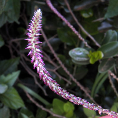 Prickly Chaff Flower, Chyranthes aspera, a weed of garden plots in Kenya, photo © by Michael Plagens