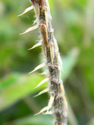 Prickly Stems of Chaff Flower, Chyranthes aspera, a weed of garden plots in Kenya, photo © by Michael Plagens