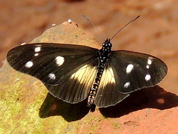 Acraea johnstoni observed near, Nairobi, Kenya, July 2014. Photo © by Michael Plagens