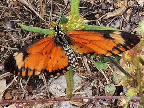 Acraea eponina observed in Kerio Valley, Elgeyo-Marakwet, Kenya, Dec. 2014. Photo © by Michael Plagens