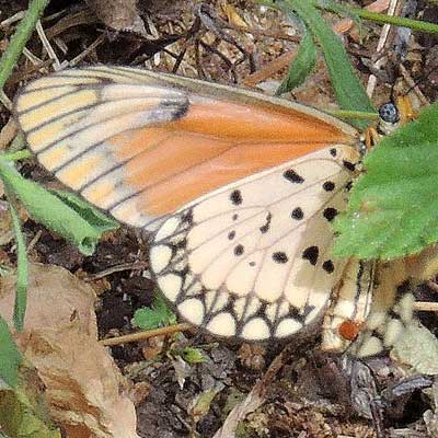 Acraea eponina observed in Kerio Valley, Elgeyo-Marakwet, Kenya, Dec. 2014. Photo © by Michael Plagens