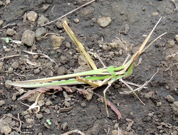 a slant-faced grasshopper, possibly Truxalis sp., from Menangai, Kenya, photo © by Michael Plagens