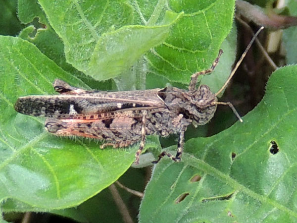 a grasshopper, family Acrididae, from Menangai, Kenya, photo © by Michael Plagens