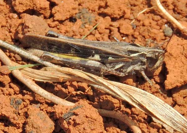 a grasshopper, f. Acrididae, Kenya, photo © by Michael Plagens