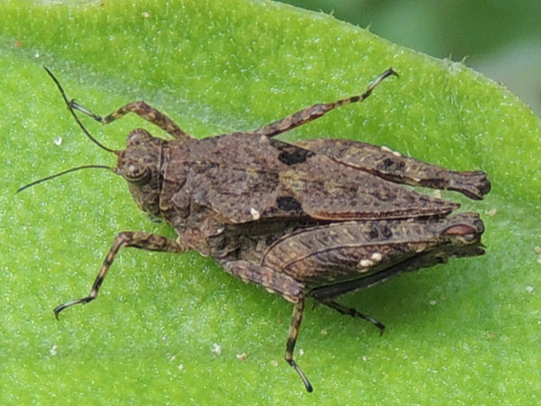 a slant-faced grasshopper, Nairobi, Kenya, photo © by Michael Plagens