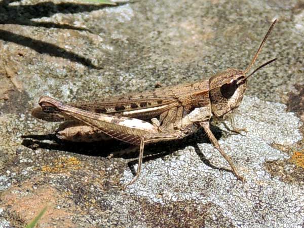 a grasshopper, Acrididae, Kenya, photo © by Michael Plagens