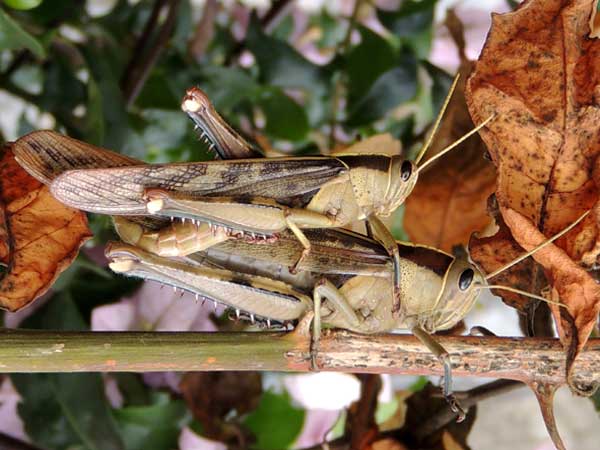 a bird grasshopper, Acanthacris ruficornis, Acrididae, Kenya, photo © by Michael Plagens