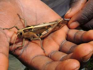 a bird grasshopper, Acanthacris, Acrididae, Kenya, photo © by Michael Plagens