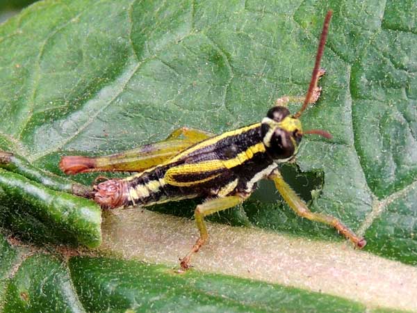 small yellow cross grasshopper, f. Acrididae, Kenya, photo © by Michael Plagens