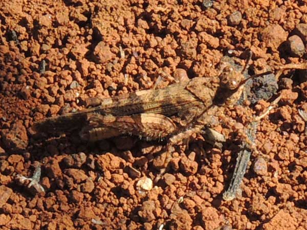 a small field grasshopper, Trilophidia, f. Acrididae, Kenya, photo © by Michael Plagens