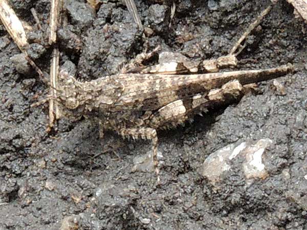 a field grasshopper, Trilophidia, f. Acrididae, Kenya, photo © by Michael Plagens